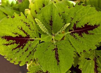 Coleus Growing Information And Care Tips Coleus