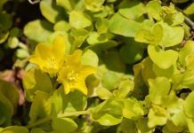 Creeping Jenny Growing And Caring Information Creeping Jenny
