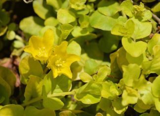 Creeping Jenny Growing And Caring Information Creeping Jenny