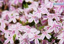 Creeping Phlox Info Plus 7 Colorful Varieties Creeping Phlox