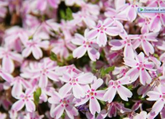Creeping Phlox Info Plus 7 Colorful Varieties Creeping Phlox