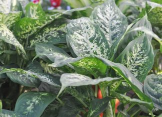 Dieffenbachia: Info And 1 Deadly Hazard Dieffenbachia Plant