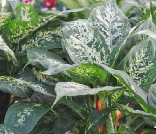 Dieffenbachia: Info And 1 Deadly Hazard Dieffenbachia Plant