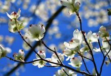 Dogwood Tree Info Plus 6 Essential Care Tips Dogwood Tree