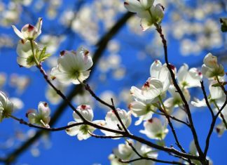 Dogwood Tree Info Plus 6 Essential Care Tips Dogwood Tree