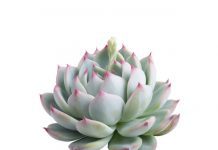 Echeveria Elegans: Grow Tips And 14 Wild Plants Echeveria Elegans