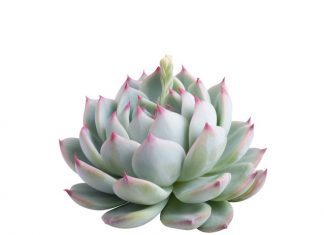 Echeveria Elegans: Grow Tips And 14 Wild Plants Echeveria Elegans