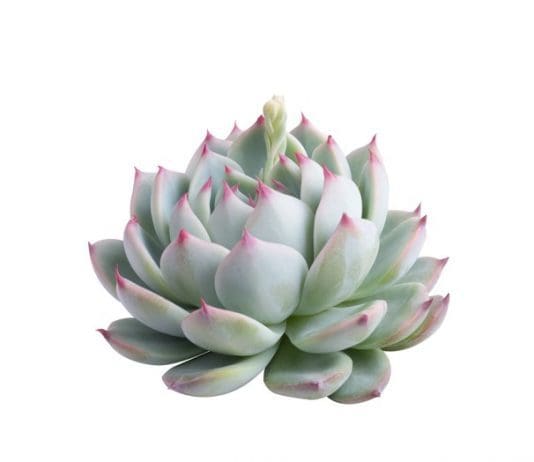 Echeveria Elegans: Grow Tips And 14 Wild Plants Echeveria Elegans