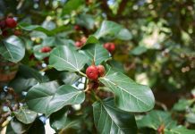 Ficus Benghalensis (Ficus Audrey) Care Tips Ficus Audrey