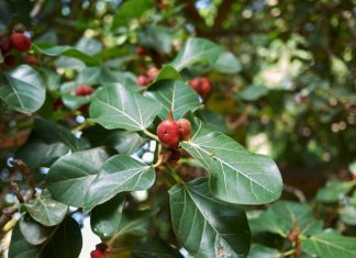 Ficus Benghalensis (Ficus Audrey) Care Tips Ficus Audrey