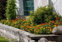 Flower Border How To Design And Create Flower Bed