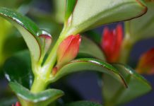 Goldfish Plant Care And Growing Information Goldfish Plant