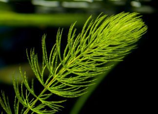 Hornwort Plant Information And Aquarium Use Hornwort
