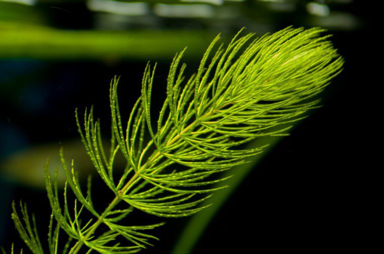 Hornwort