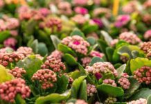 Kalanchoe Growing And Care Tips Kalanchoe
