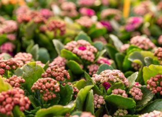 Kalanchoe Growing And Care Tips Kalanchoe