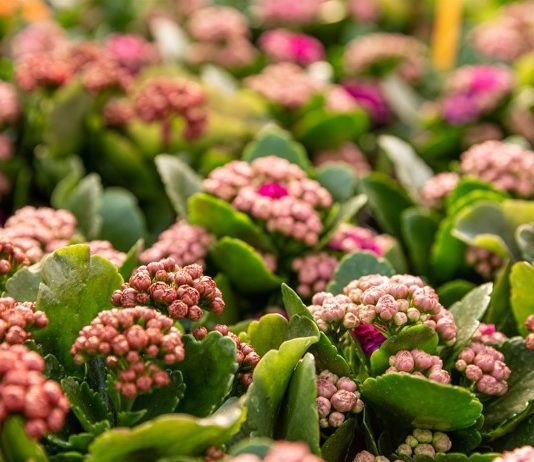 Kalanchoe Growing And Care Tips Kalanchoe