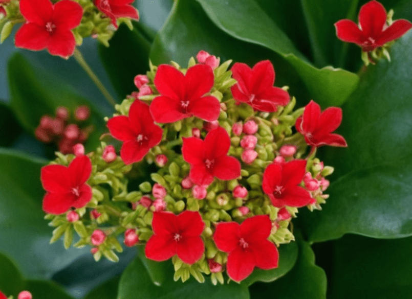 Kalanchoe blossfeldiana