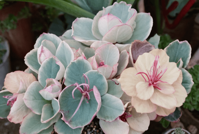 Kalanchoe fedtschenkoi