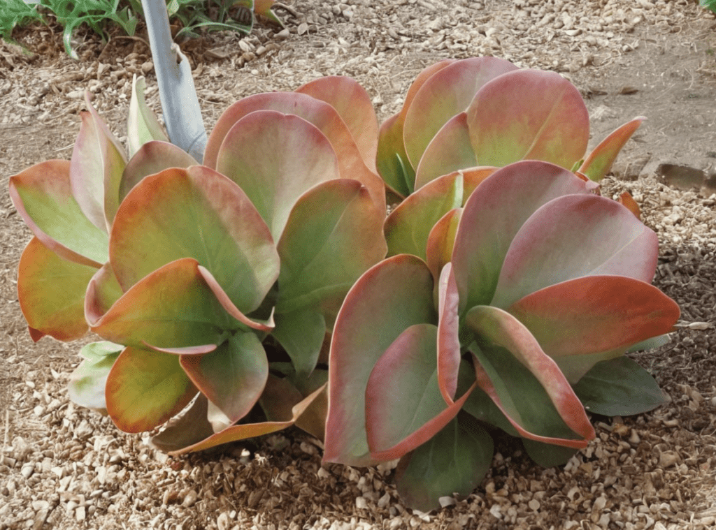 Kalanchoe thyrsiflora