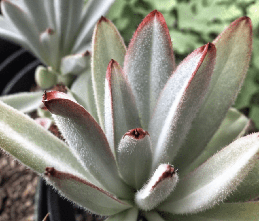 Kalanchoe tomentosa