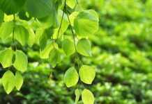 Katsura Tree Simple Growing And Caring Info Katsura Tree