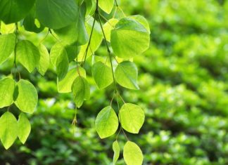 Katsura Tree Simple Growing And Caring Info Katsura Tree