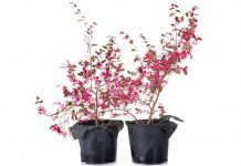 Loropetalum – 10 Design And Landscaping Ideas Loropetalum