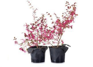 Loropetalum – 10 Design And Landscaping Ideas Loropetalum