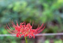 Lycoris – Spider Lily Information And Care Tips Lycoris