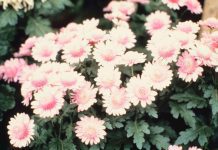 Mums And 9 Easy Steps To Grow Cascading Fall Mums Mums