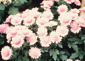 Mums And 9 Easy Steps To Grow Cascading Fall Mums Mums