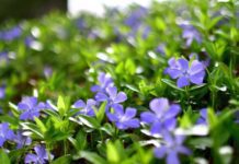Periwinkle: Complete Growing Guide & 2025 Variety Updates Periwinkle
