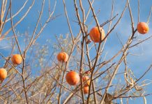 Persimmon Tree History And 2 Valuable Varieties Persimmon Tree