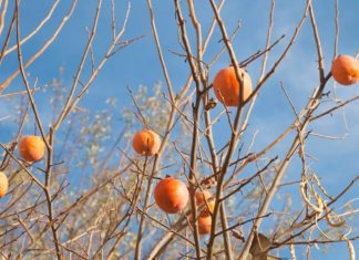 Persimmon Tree History And 2 Valuable Varieties Persimmon Tree