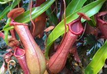 Pitcher Plants Care And Growing Tips Pitcher Plants