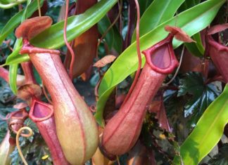 Pitcher Plants Care And Growing Tips Pitcher Plants