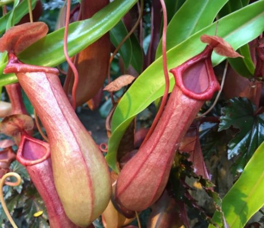 Pitcher Plants Care And Growing Tips Pitcher Plants