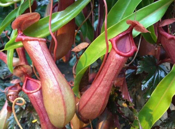 Pitcher Plants