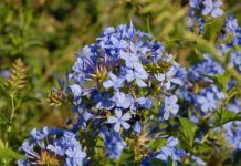 Plumbago Auriculata And 1 False Medical Use Plumbago auriculata