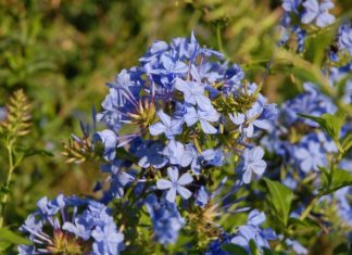 Plumbago Auriculata And 1 False Medical Use Plumbago auriculata