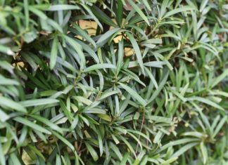 Podocarpus Plant Growing And Essential Info Podocarpus