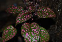 Polka Dot Plant: Charming And Inexpensive Plant Polka Dot Plant