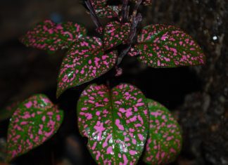 Polka Dot Plant: Charming And Inexpensive Plant Polka Dot Plant