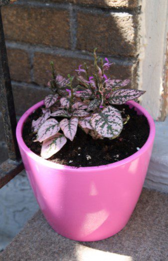 Polka Dot Plant in Pot