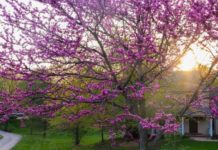 Redbud Tree Planting and 6 Free Care Tips Redbud Tree