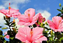 12 Rose Of Sharon Hibiscus Varieties for Your Great Garden Rose of Sharon