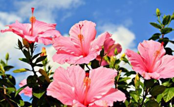 12 Rose Of Sharon Hibiscus Varieties for Your Great Garden Rose of Sharon