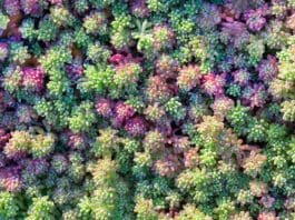 Planting Sedum Mats: How to Install a Sedum Carpet for Driveways & Slopes Sedum
