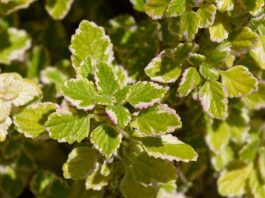 Swedish Ivy – 4 Intense Varieties Of Plectranthus Swedish Ivy